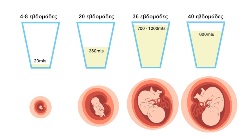 Αμνιακό υγρό Αμνιακό υγρό